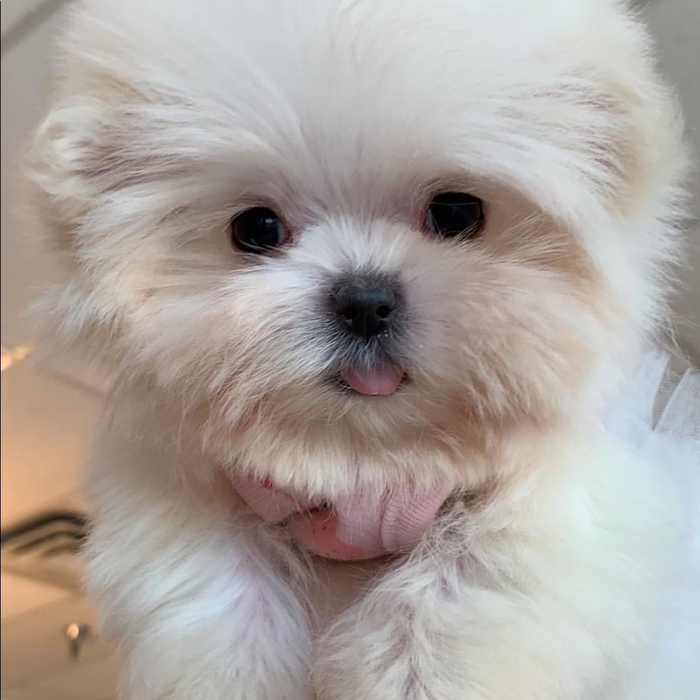 Meet your Posher, Ardita